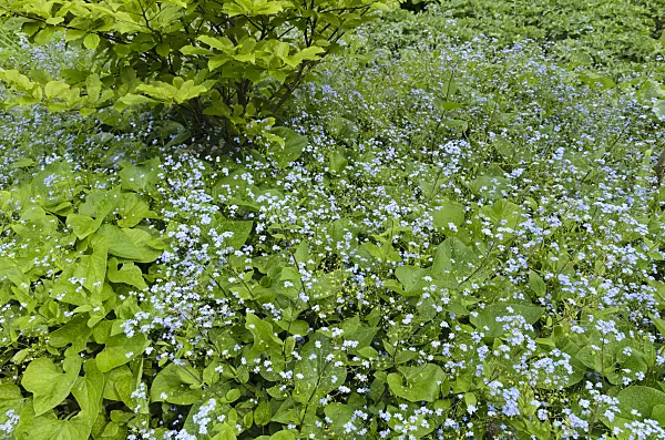 496073 - Siberian bugloss (Brunnera macrophylla syn. Myosotis macrophylla)