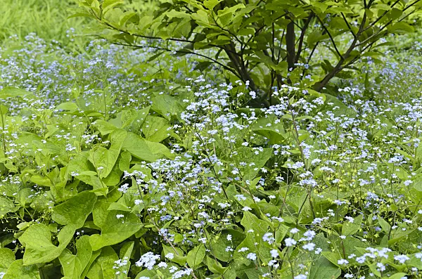 496074 - Siberian bugloss (Brunnera macrophylla syn. Myosotis macrophylla)