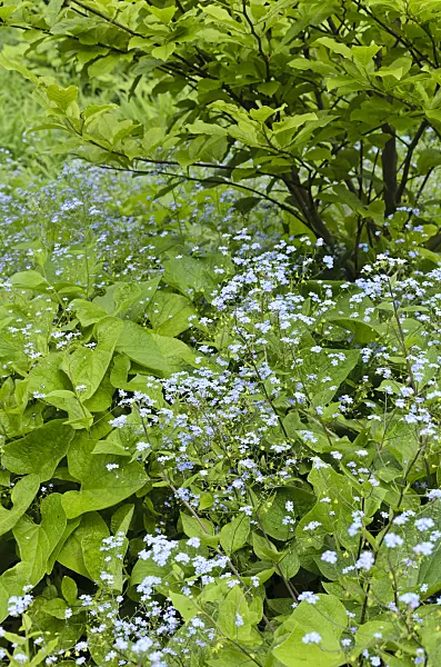 496075 - Siberian bugloss (Brunnera macrophylla syn. Myosotis macrophylla)