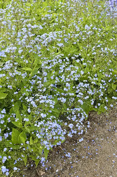 544137 - Siberian bugloss (Brunnera macrophylla syn. Myosotis macrophylla)