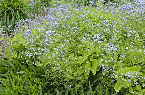 544138 - Siberian bugloss (Brunnera macrophylla syn. Myosotis macrophylla)