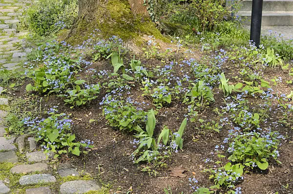 555059 - Siberian bugloss (Brunnera macrophylla syn. Myosotis macrophylla)