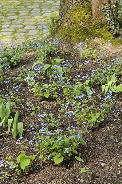 555060 - Siberian bugloss (Brunnera macrophylla syn. Myosotis macrophylla)
