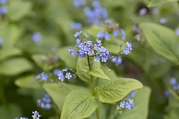 651126 - Siberian bugloss (Brunnera macrophylla syn. Myosotis macrophylla)