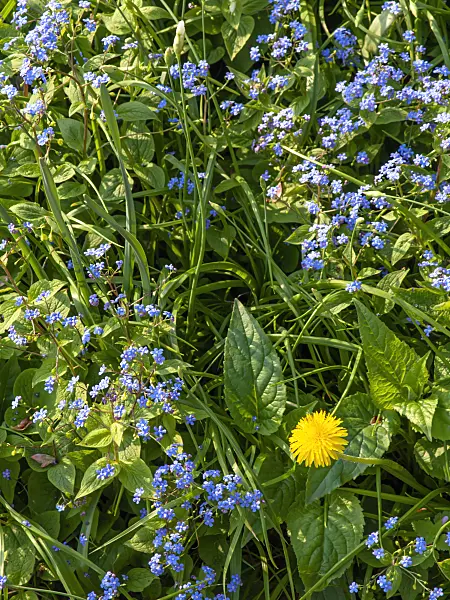 424130 - Siberian bugloss (Brunnera macrophylla syn. Myosotis macrophylla) and common dandelion (Taraxacum officinale)