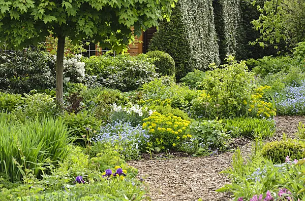 520152 - Siberian bugloss (Brunnera macrophylla syn. Myosotis macrophylla) and cushion spurge (Euphorbia polychroma syn. Euphorbia epithymoides) in a perennial garden