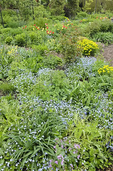 520159 - Siberian bugloss (Brunnera macrophylla syn. Myosotis macrophylla) in a perennial garden