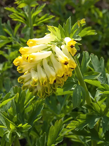 436256 - Siberian corydalis (Corydalis nobilis)