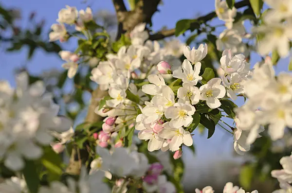520040 - Siberian crab apple (Malus baccata)