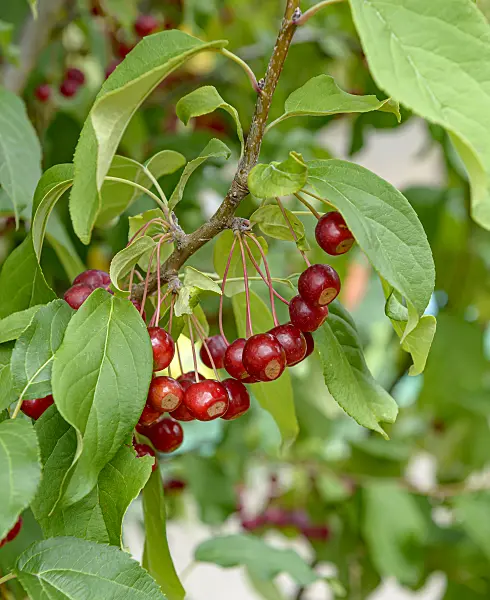 607155 - Siberian crab apple (Malus baccata 'Street Parade')