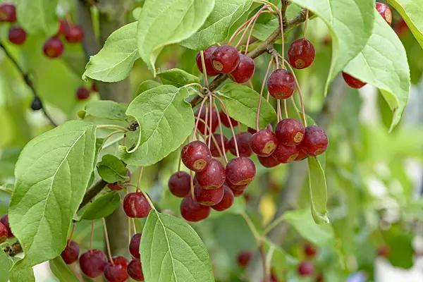 607156 - Siberian crab apple (Malus baccata 'Street Parade')