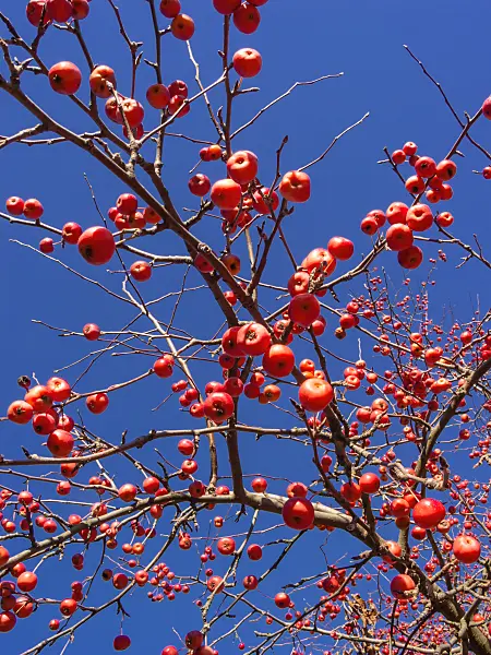 406055 - Siberian crab apple (Malus baccata var. mandshurica)