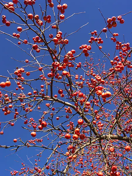 406056 - Siberian crab apple (Malus baccata var. mandshurica)