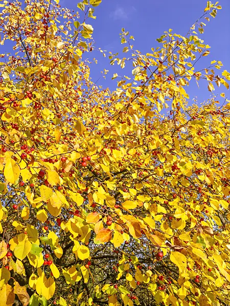 442114 - Siberian crab apple (Malus baccata var. mandshurica)