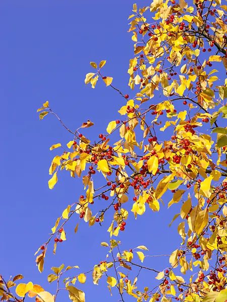 442115 - Siberian crab apple (Malus baccata var. mandshurica)