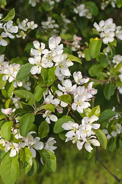 483351 - Siberian crab apple (Malus baccata var. mandshurica)