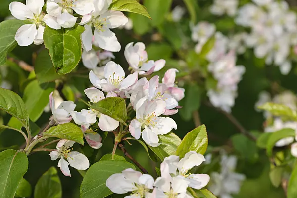 483352 - Siberian crab apple (Malus baccata var. mandshurica)