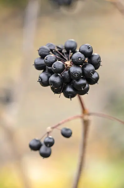 525208 - Siberian ginseng (Eleutherococcus senticosus)