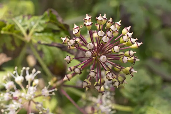 573010 - Siberian ginseng (Eleutherococcus senticosus)