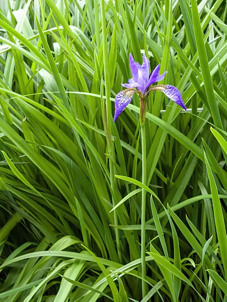 437440 - Siberian iris (Iris sibirica)