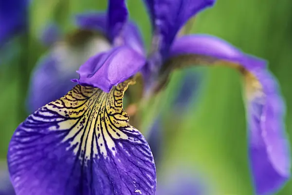 440205 - Siberian iris (Iris sibirica)