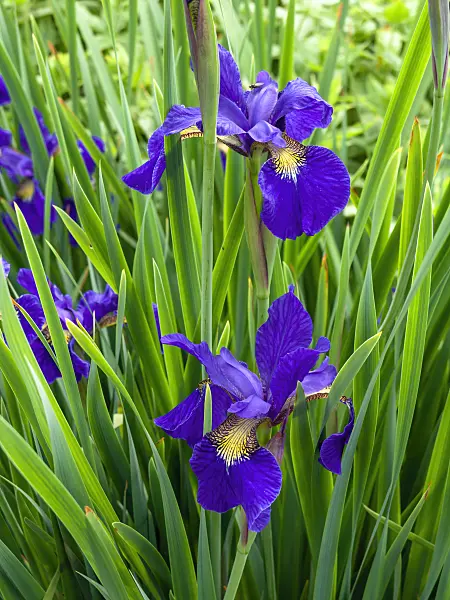 448103 - Siberian iris (Iris sibirica)