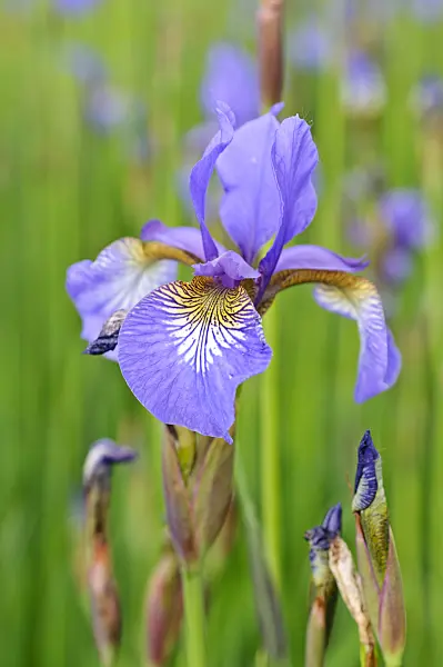 472254 - Siberian iris (Iris sibirica)