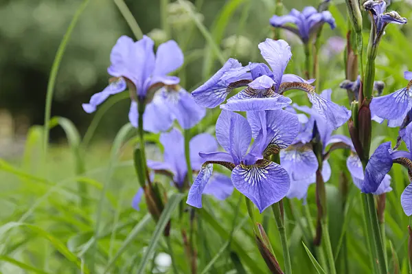 472381 - Siberian iris (Iris sibirica)