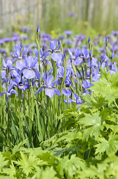 520426 - Siberian iris (Iris sibirica)