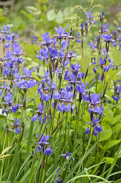 533524 - Siberian iris (Iris sibirica)