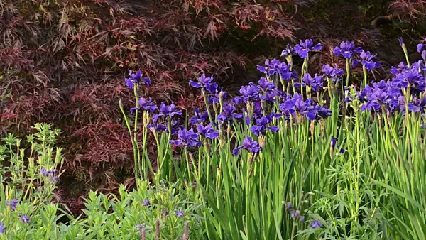 496328 - Siberian iris (Iris sibirica) and Japanese maple (Acer palmatum 'Dissectum Garnet')