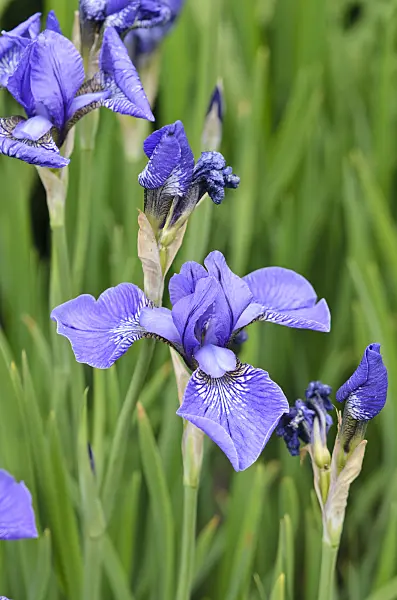545006 - Siberian iris (Iris sibirica 'Blue Cape')