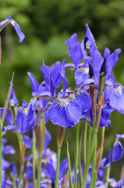 508178 - Siberian iris (Iris sibirica 'Caesar')