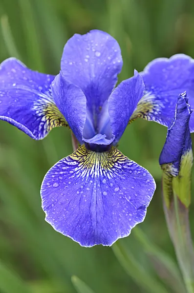 533538 - Siberian iris (Iris sibirica 'Caesar's Brother')