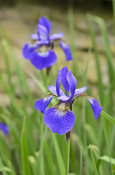 533539 - Siberian iris (Iris sibirica 'Caesar's Brother')