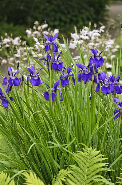 533456 - Siberian iris (Iris sibirica 'Emperor')
