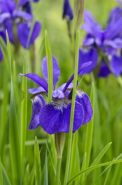 533457 - Siberian iris (Iris sibirica 'Emperor')
