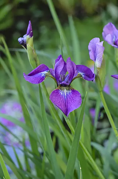 533625 - Siberian iris (Iris sibirica 'Ewen')