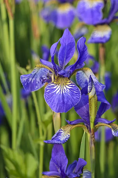 533626 - Siberian iris (Iris sibirica 'Goldkind')