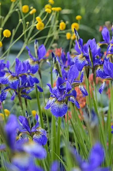 533627 - Siberian iris (Iris sibirica 'Goldkind')