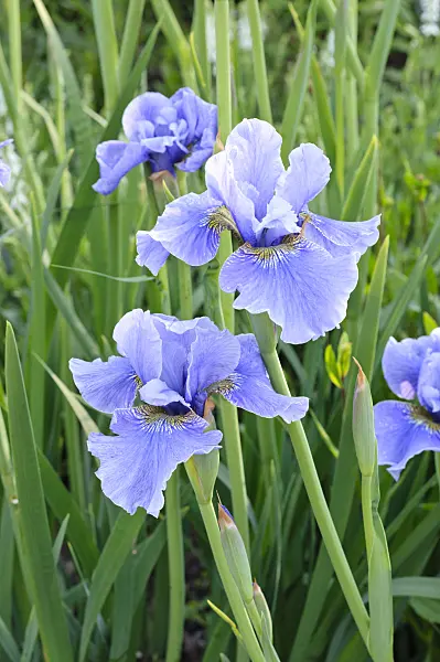 472318 - Siberian iris (Iris sibirica 'Hellblauer Riese')