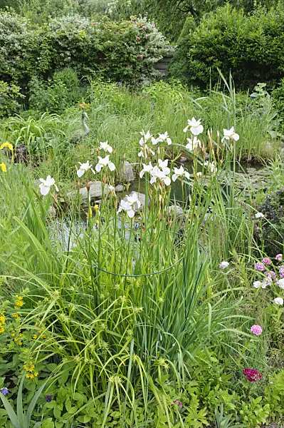 473068 - Siberian iris (Iris sibirica 'Hohe Warte') at a garden pond
