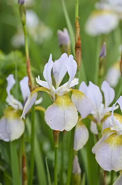 533404 - Siberian iris (Iris sibirica 'Langthorns Pink')
