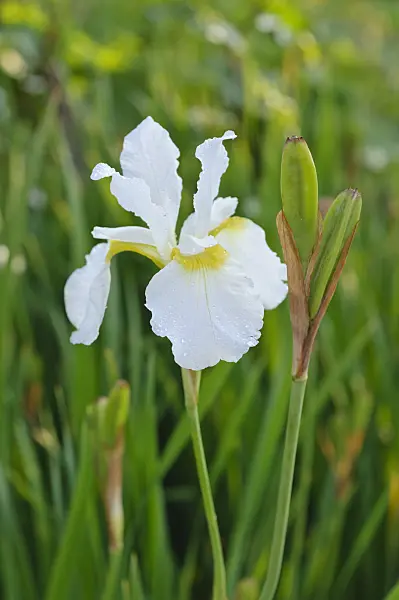 473152 - Siberian iris (Iris sibirica 'White Swirl')