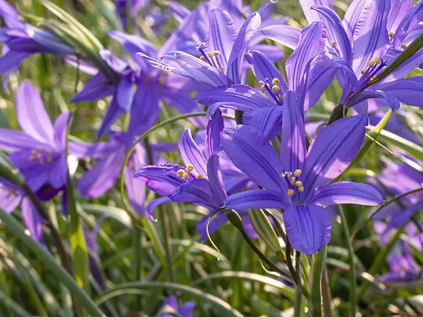 413002 - Siberian lily (Ixiolirion tataricum)