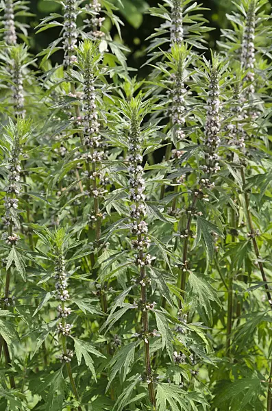 497101 - Siberian motherwort (Leonurus sibiricus)
