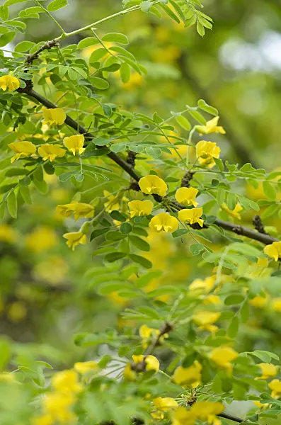 520097 - Siberian peashrub (Caragana arborescens)
