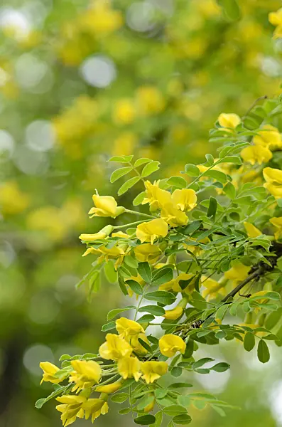 520099 - Siberian peashrub (Caragana arborescens)