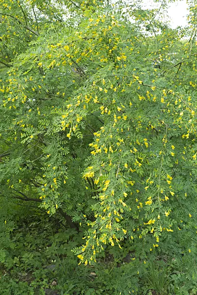 544100 - Siberian peashrub (Caragana arborescens)