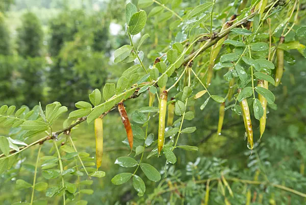 546057 - Siberian peashrub (Caragana arborescens)